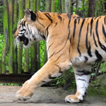 Taman Safari Taman Safari