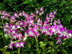 Taken near Orchid Garden